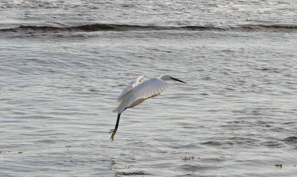 elpajaro